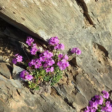 Soum De L'ase 招待所